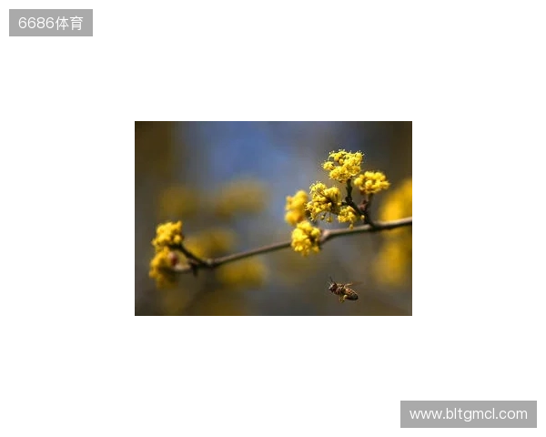 布达佩斯Major第一阶段：战舰轰鸣！FaZe 2-1 RED Canids